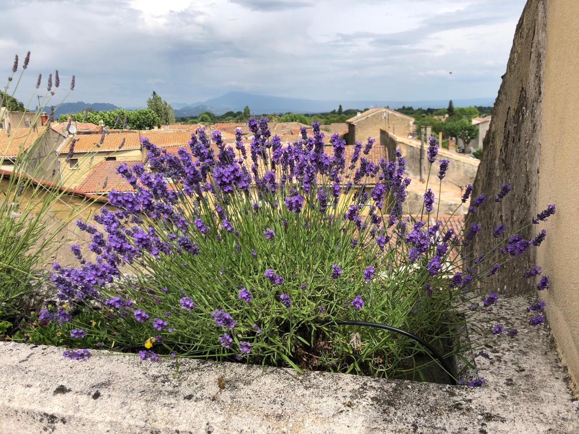 Отель Entre Vignes Et Dentelles Courthezon Экстерьер фото